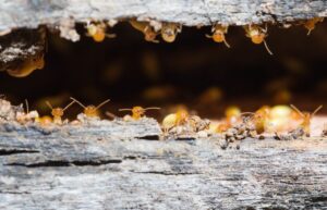 pesticides for termite